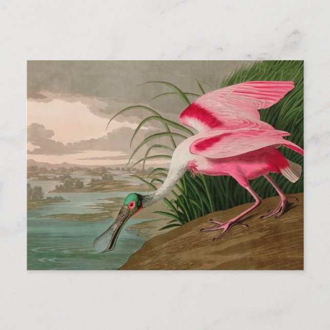 Roseate Spoonbill Birds of America Audubon Print Holiday Postcard (Front)