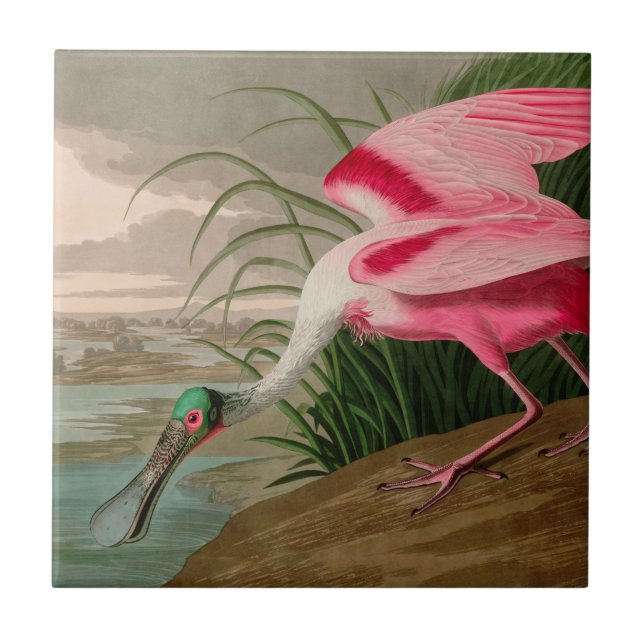 Roseate Spoonbill Birds of America Audubon Print Tile (Front)