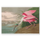 Roseate Spoonbill Birds of America Audubon Print