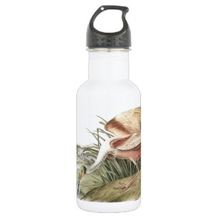Roseate Spoonbill by Audubon 532 Ml Water Bottle