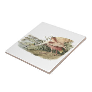Roseate Spoonbill by Audubon Tile