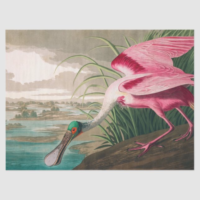 Roseate Spoonbill by John James Audubon Tissue Paper (Front)