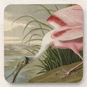 Roseate Spoonbill Coaster