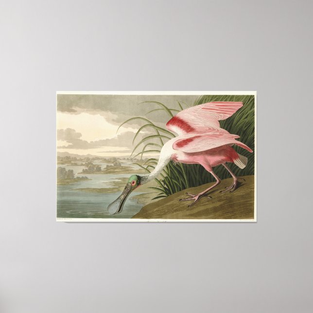 Roseate Spoonbill from Audubon's Birds of America Canvas Print (Front)