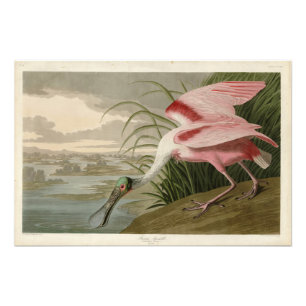Roseate Spoonbill from Audubon's Birds of America Photo Print