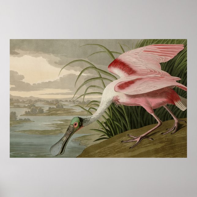 Roseate Spoonbill from Audubon's Birds of America Poster (Front)