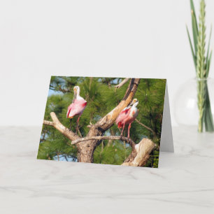 Roseate Spoonbill Greeting Card