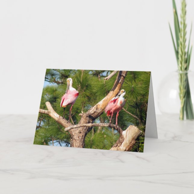 Roseate Spoonbill Greeting Card (Front)