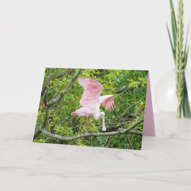 Roseate Spoonbill Greeting Card (Front)