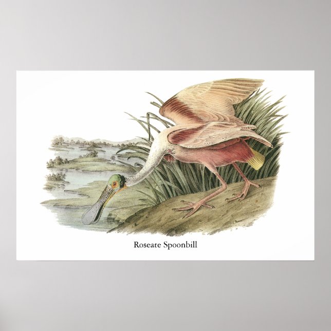 Roseate Spoonbill, John Audubon Poster (Front)
