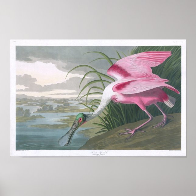 Roseate Spoonbill, John James Audubon Fine Art Poster (Front)