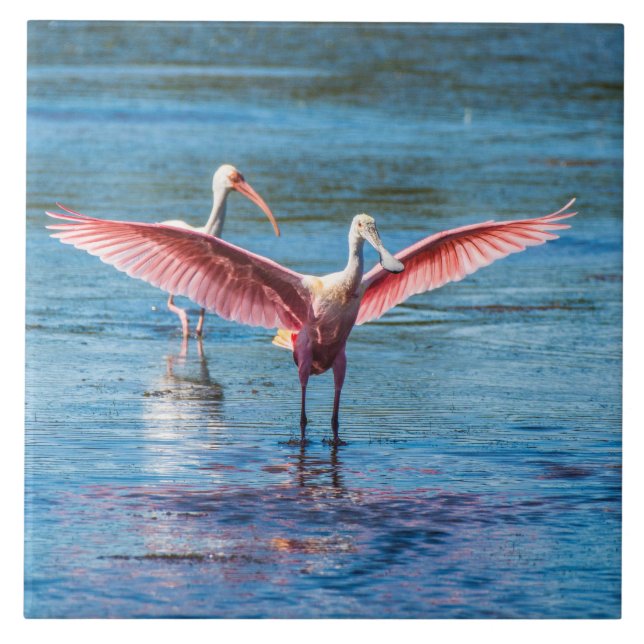 Roseate Spoonbill Large 6" X 6" Photo Tile (Front)