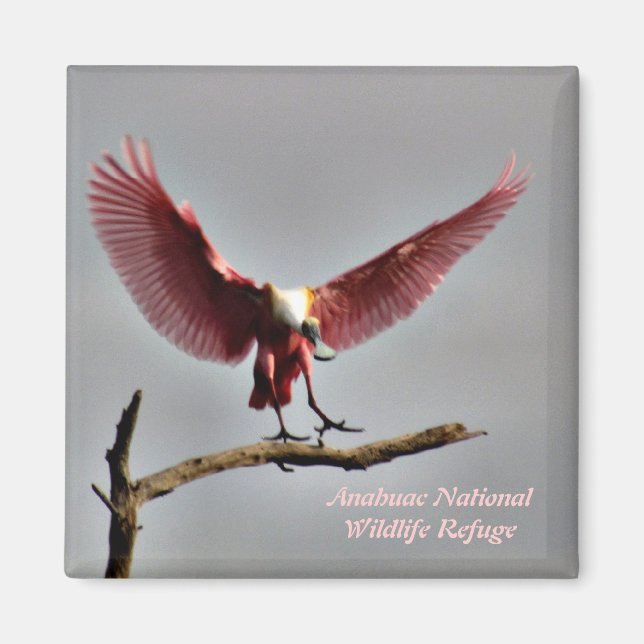 Roseate Spoonbill Magnet (Front)