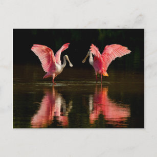 Roseate Spoonbill Mating Dance Postcard