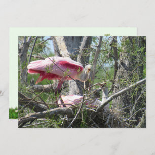 Roseate Spoonbill Nesting Flat Card