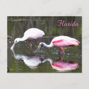 Roseate Spoonbill Postcard