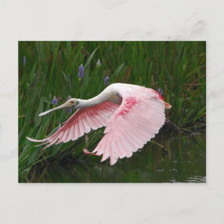 Roseate Spoonbill Postcard