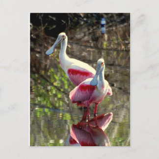 Roseate Spoonbill Postcard