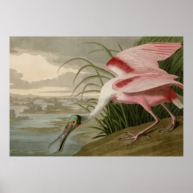 Roseate Spoonbill Poster (Front)