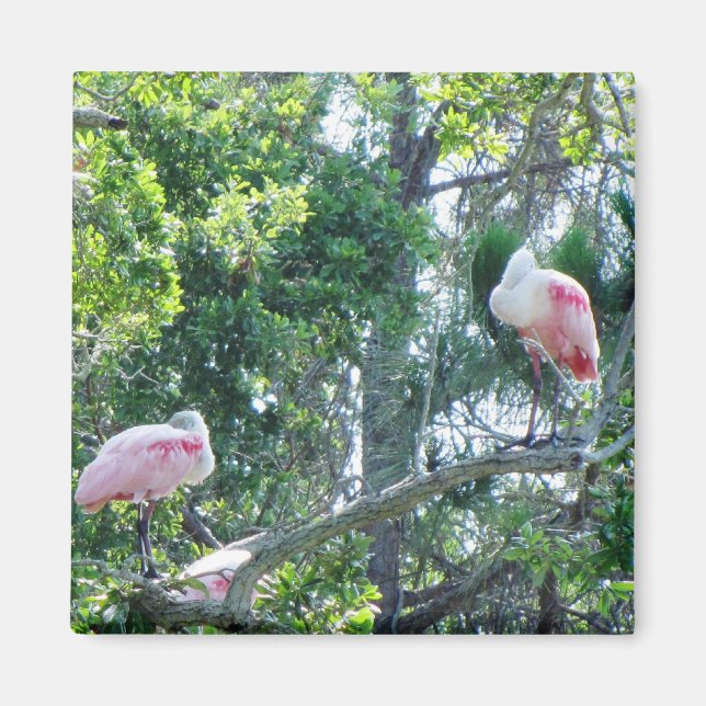 Roseate Spoonbill Sleeping Magnet (Front)