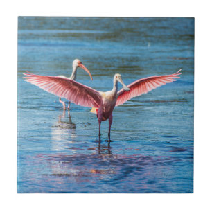 Roseate Spoonbill Small 4.25" x 4.25" Photo Tile