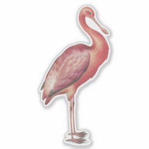 Roseate Spoonbill vintage bird illustration