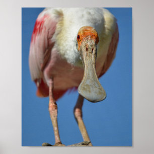 Roseate Spoonbill with its big beak  Poster