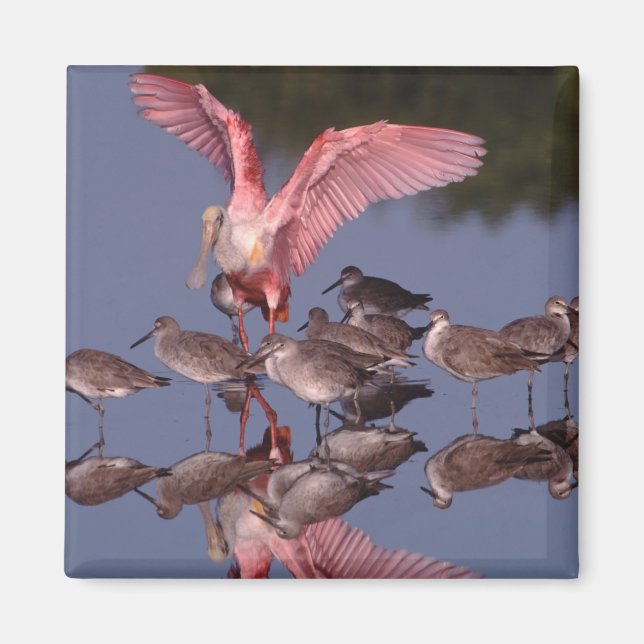 Roseate Spoonbill with Willets in shallow water Magnet (Front)