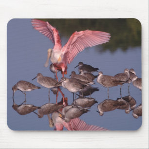 Roseate Spoonbill with Willets in shallow water Mouse Mat