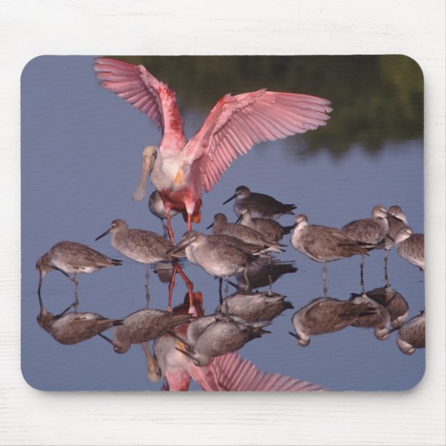 Roseate Spoonbill with Willets in shallow water Mouse Mat (Front)