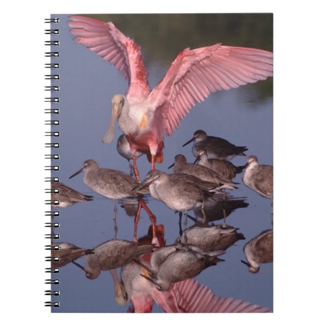 Roseate Spoonbill with Willets in shallow water Notebook (Front)