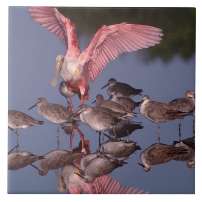 Roseate Spoonbill with Willets in shallow water Tile (Front)