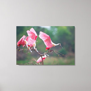 Roseate Spoonbills (Ajaia Ajaja) Landing Canvas Print