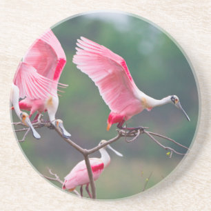 Roseate Spoonbills (Ajaia Ajaja) Landing Coaster