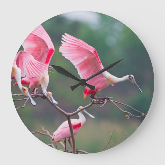 Roseate Spoonbills (Ajaia Ajaja) Landing Large Clock (Front)