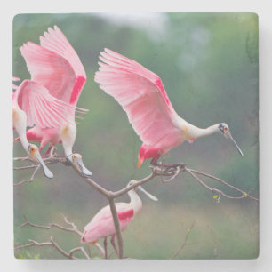 Roseate Spoonbills (Ajaia Ajaja) Landing Stone Coaster