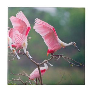 Roseate Spoonbills (Ajaia Ajaja) Landing Tile