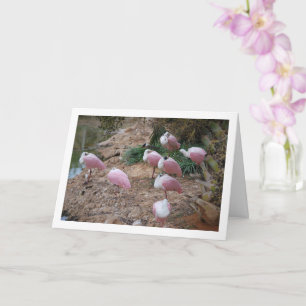 Roseate Spoonbills Card