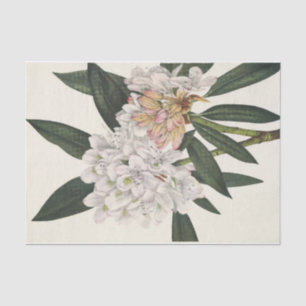 Rosebay Rhododendon by Mary Vaux Walcott Tissue Paper