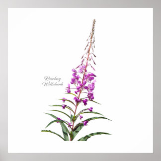 Rosebay Willowherb Poster