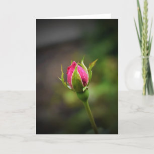 Rosebud, card