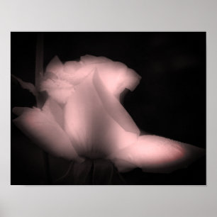 Rosebud Flower Black And White Tinted Poster