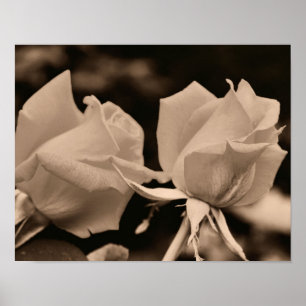 Rosebud Flower Pair In Sepia Brown Poster