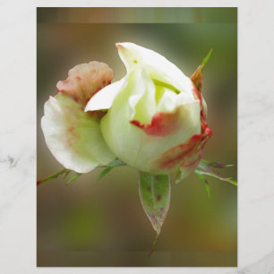 rosebud glowing