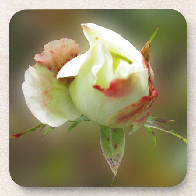 rosebud glowing coaster (Front)