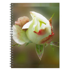 rosebud glowing notebook