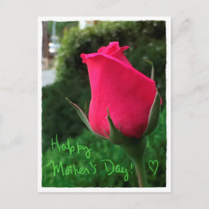Rosebud Happy Mother's Day Postcard
