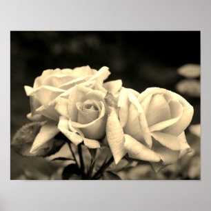 Rosebud Trio In Sepia Poster