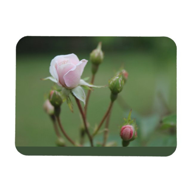 Rosebuds Magnet (Horizontal)