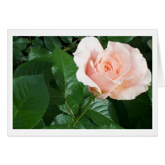 RoseCard (Front Horizontal)